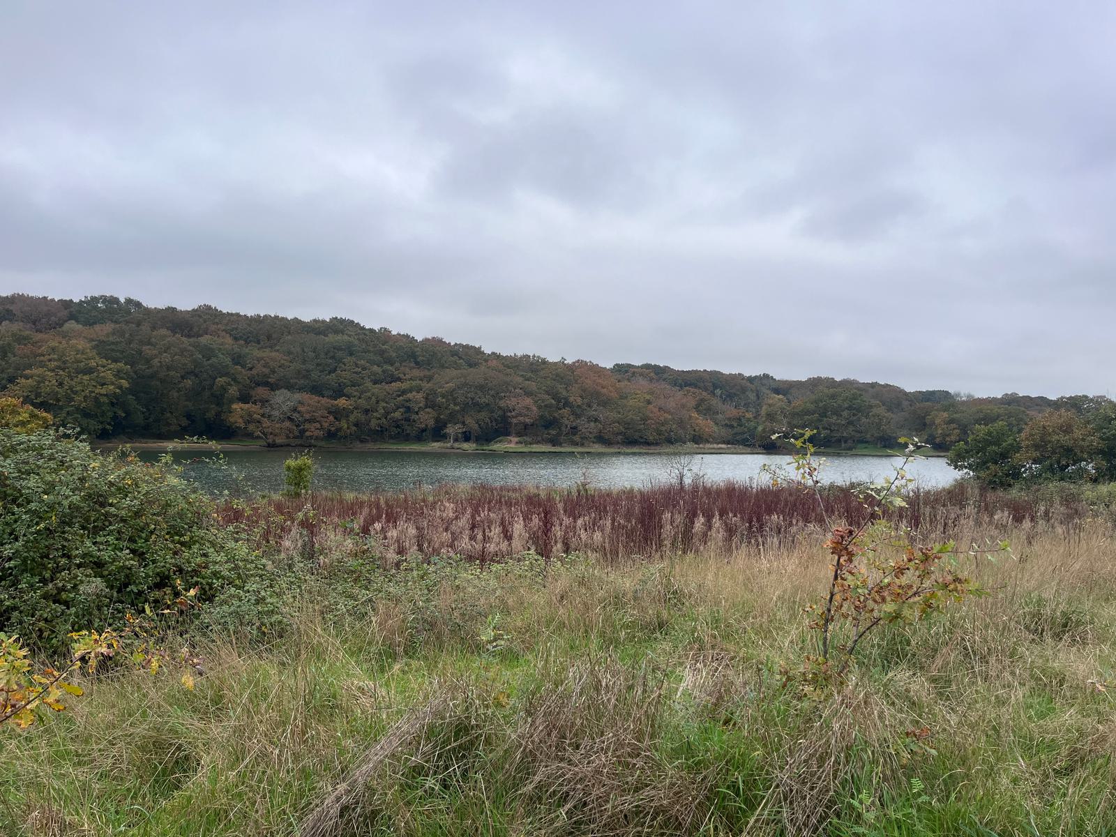Overcast sky above a serene lake surrounded by autumn-colored trees. In the foreground, a grassy field with patches of shrubs and wild plants. The landscape is peaceful with muted earth tones.
