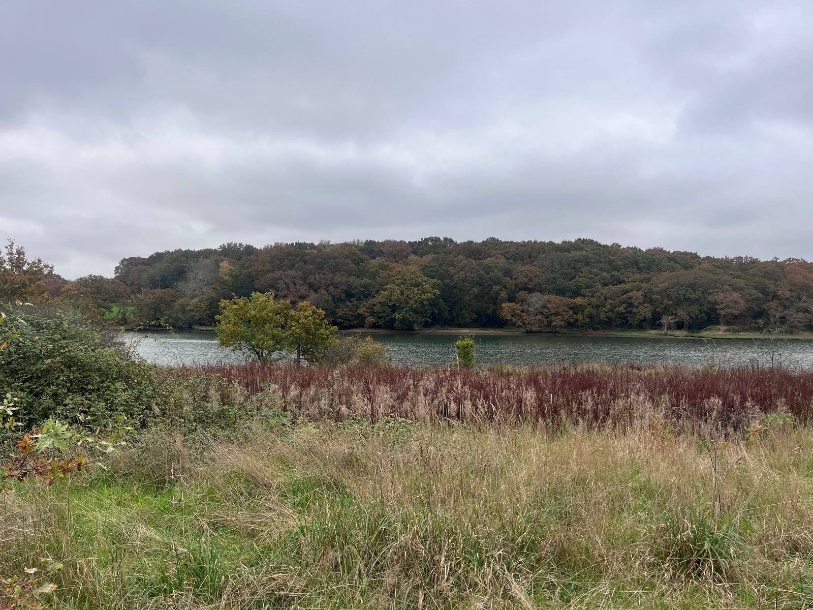 A scenic view of a serene lake surrounded by lush, autumn-colored trees under a cloudy sky. In the foreground, tall grasses and shrubs border the tranquil water, creating a peaceful, natural landscape.