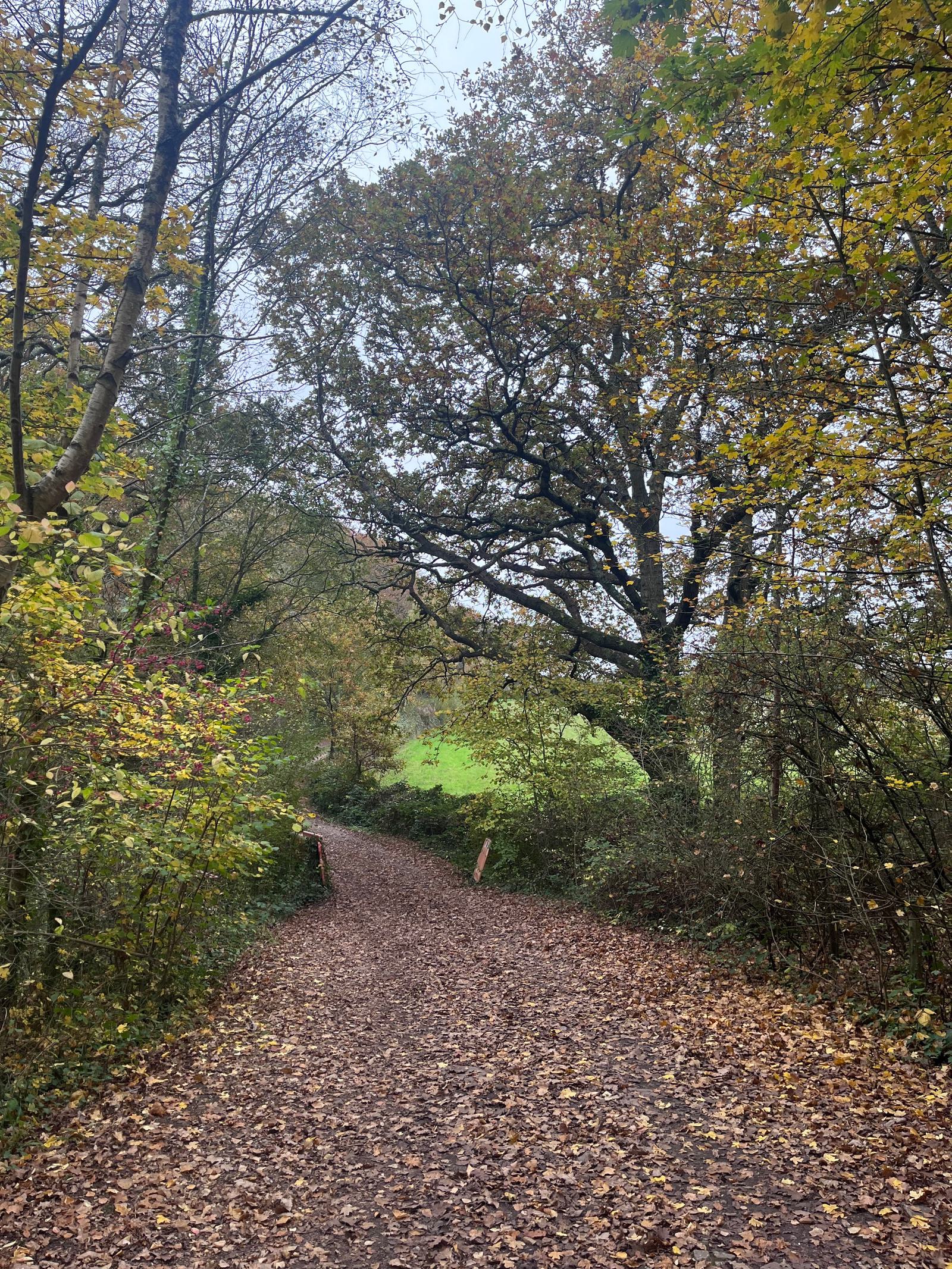 A winding dirt path covered in fallen leaves leads through a forest. Trees with autumn foliage surround the path. In the distance, a patch of green grass is visible, and the sky appears slightly overcast.