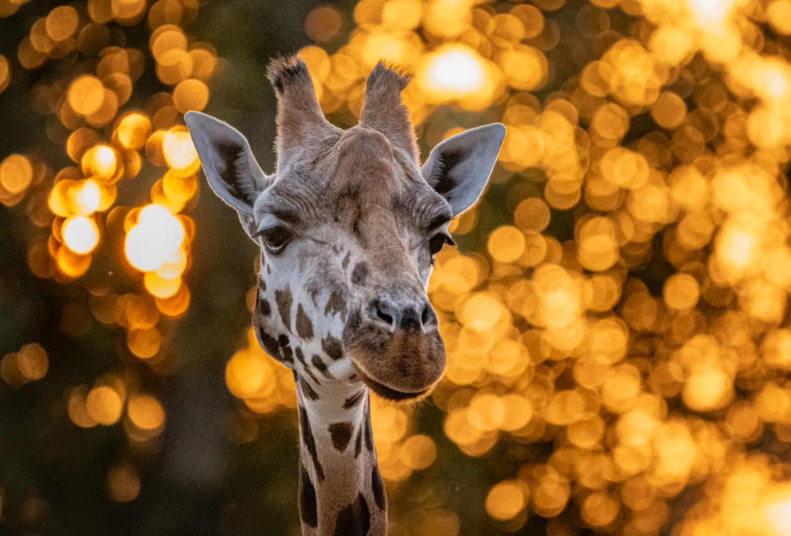 A close-up of a giraffe’s face with golden, out-of-focus lights in the background, creating a warm and dreamy atmosphere.