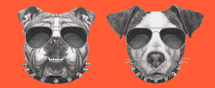 Two illustrated dogs wearing spiked collars and aviator sunglasses are shown side by side on an orange background. The left dog is a bulldog; the right dog has a lighter face and pointed ears.