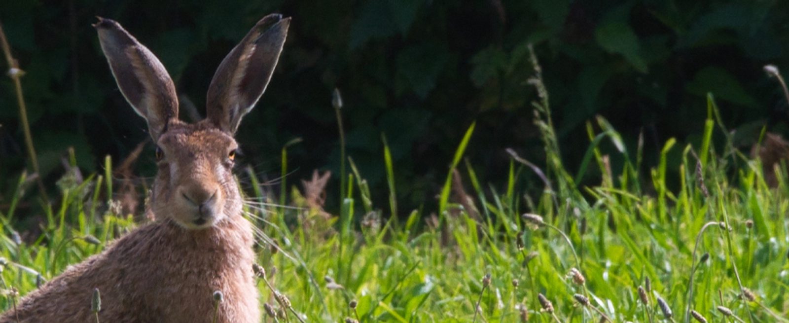 A brown hare with tall ears sits alert in tall green grass, partially hidden by vegetation, with a dark leafy background.