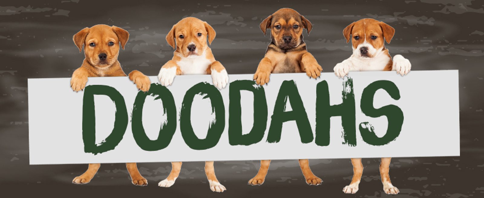 Four brown and white puppies stand in a row, each with their front paws resting on a large sign that reads “DOODAHS” in bold, green letters against a dark background.