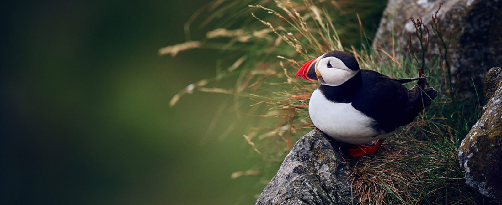 An Atlantic puffin with a colorful beak sits on a rocky ledge surrounded by green grass, looking out to the left.