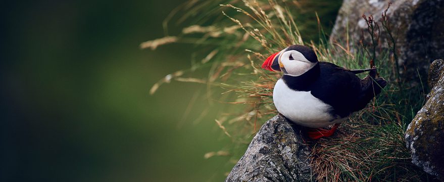 An Atlantic puffin with a colorful beak sits on a rocky ledge surrounded by green grass, looking out to the left.