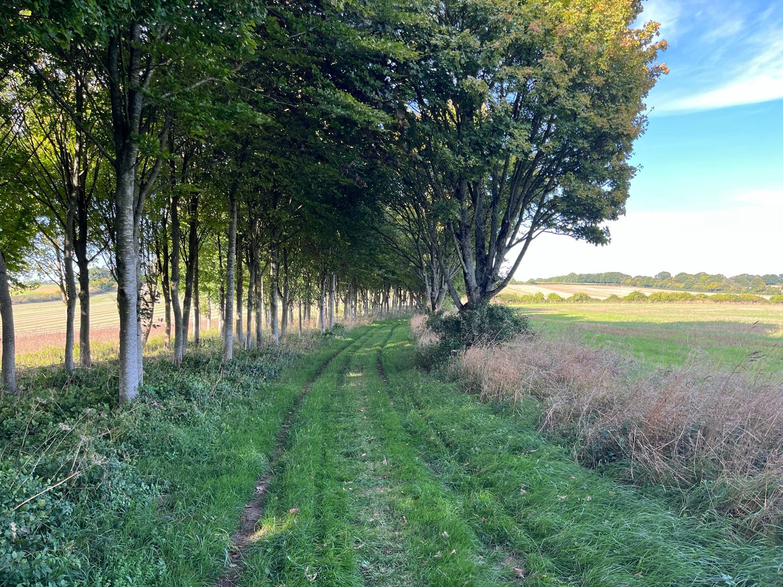 A grassy path shaded by a row of tall trees on the left, stretching into the distance. The right side of the path is bordered by open fields with dry grass, under a blue sky with a few wispy clouds. The scene is serene and inviting.