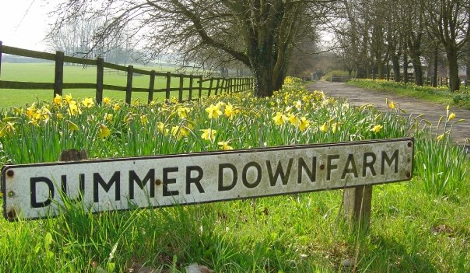 A rustic metal sign reads "Dummer Down Farm" in front of a lush landscape. The foreground is filled with blooming yellow daffodils, and a tree-lined path and wooden fence extend into the distance under a clear sky.