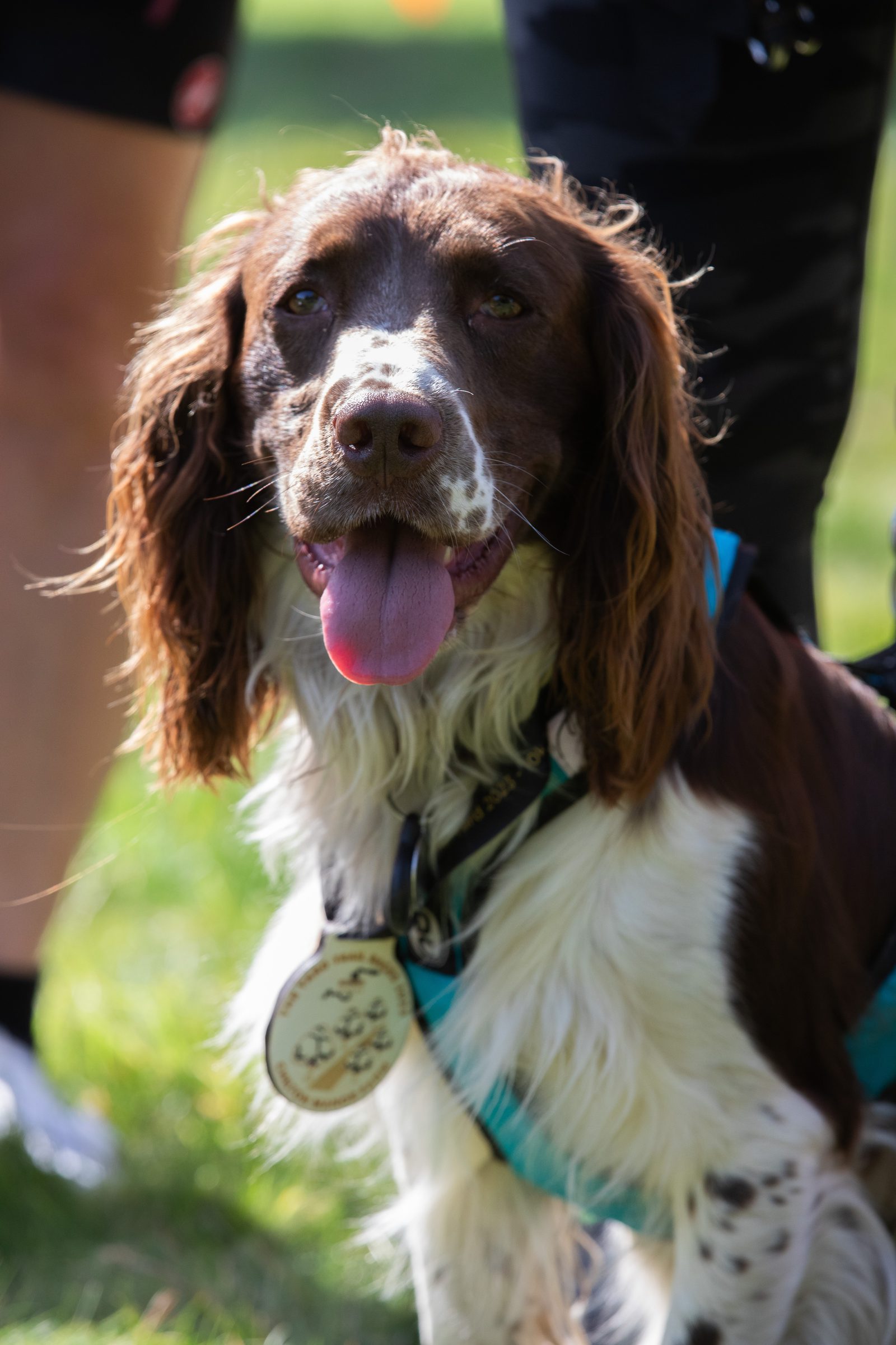 A brown and white dog with floppy ears and a pink tongue sticking out is wearing a blue harness. The dog is outdoors, standing on grass with a person's legs visible in the background. A round medal is hanging from the dog's neck.