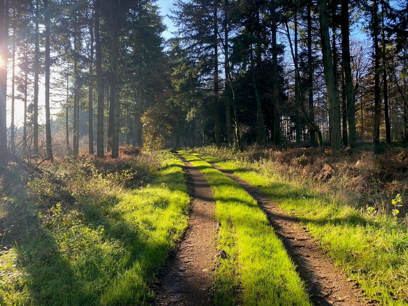 A sunlit dirt path runs through a forest with tall trees on both sides. Bright green grass covers the path, and sunlight filters through the trees, casting long shadows on the ground.