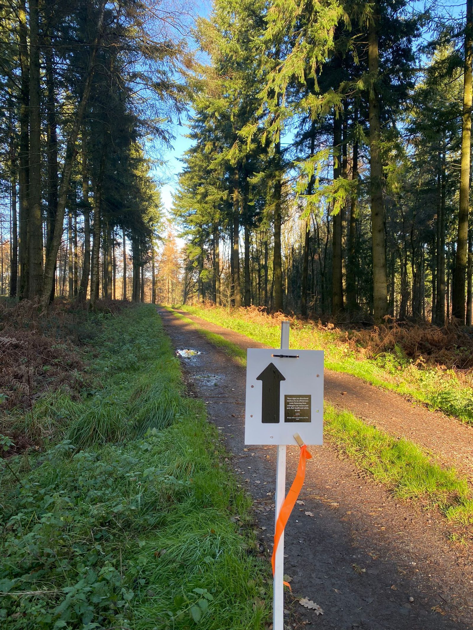 A dirt path runs through a sunlit forest, with a white sign marked by a black arrow and a small text panel, attached to a post with an orange ribbon, pointing straight ahead along the trail.