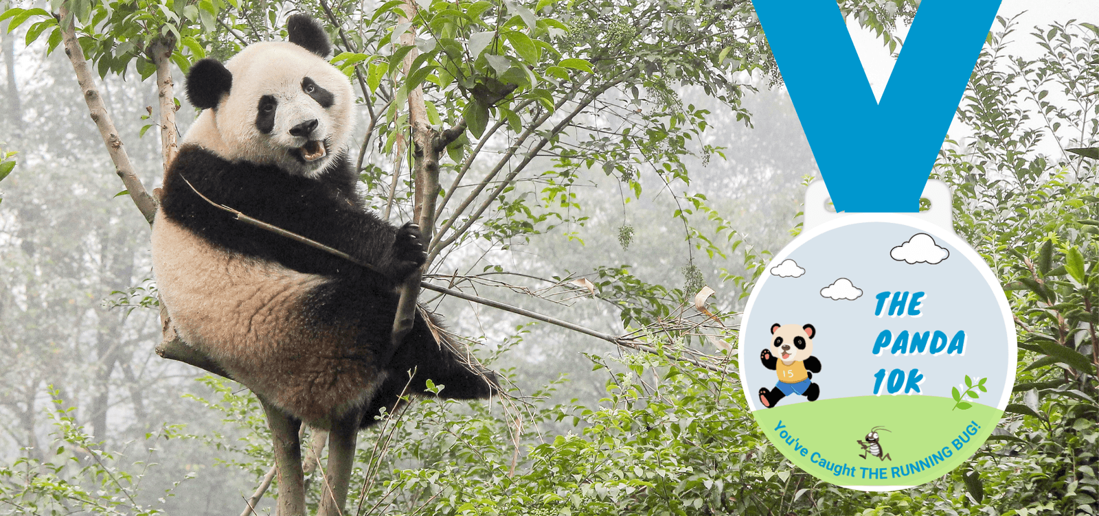 A panda clings to a tree branch in a forest. To the right, an illustrated medal with a blue ribbon features a panda, a runner, and text that reads, "The Panda 10K: You've Caught The Running Bug!" The background includes grass, a hill, and a cloudy sky.