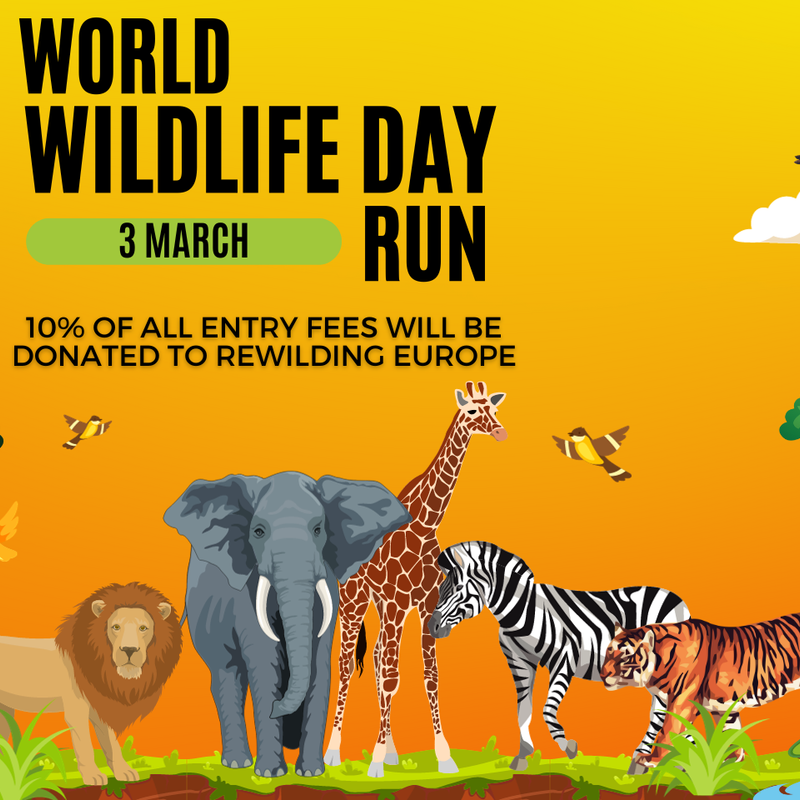 Charity Run Virtual Run March 2021 World Wildlife 5k Charity Race