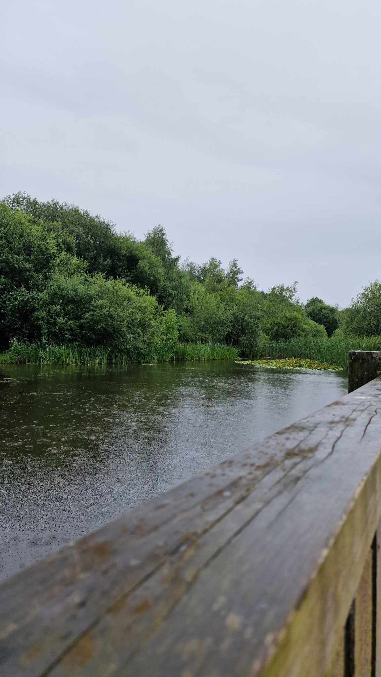 A tranquil scene of a wooden railing overlooking a calm pond surrounded by lush greenery under a gray, overcast sky. Raindrops create ripples on the water's surface, enriching the serenity of the natural landscape.