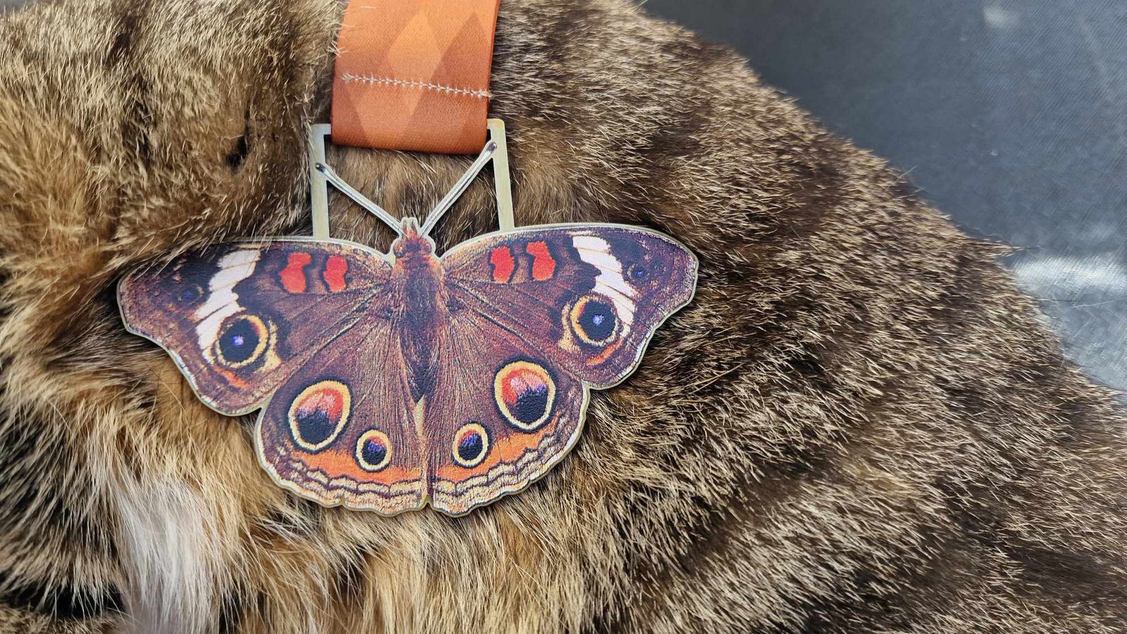 A faux butterfly charm designed to look like a brown butterfly with colorful eye spots is attached to an orange collar worn by a fluffy, brown-furred pet.