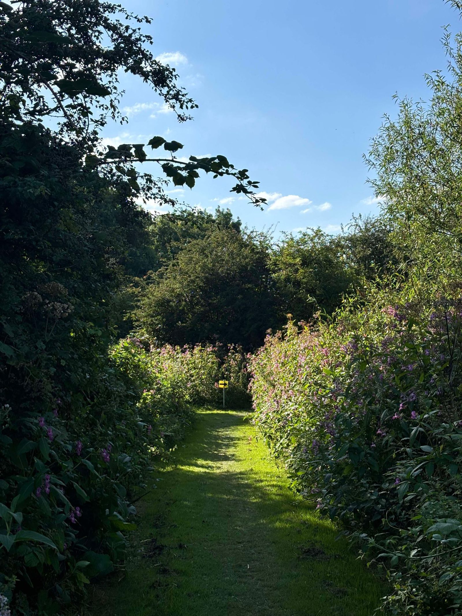 A narrow, grassy path surrounded by lush, green foliage and vibrant pink flowers leads into a dense, sunlit forest. The sky above is clear and blue, with a few scattered clouds. A yellow sign is visible in the distance amidst the greenery.