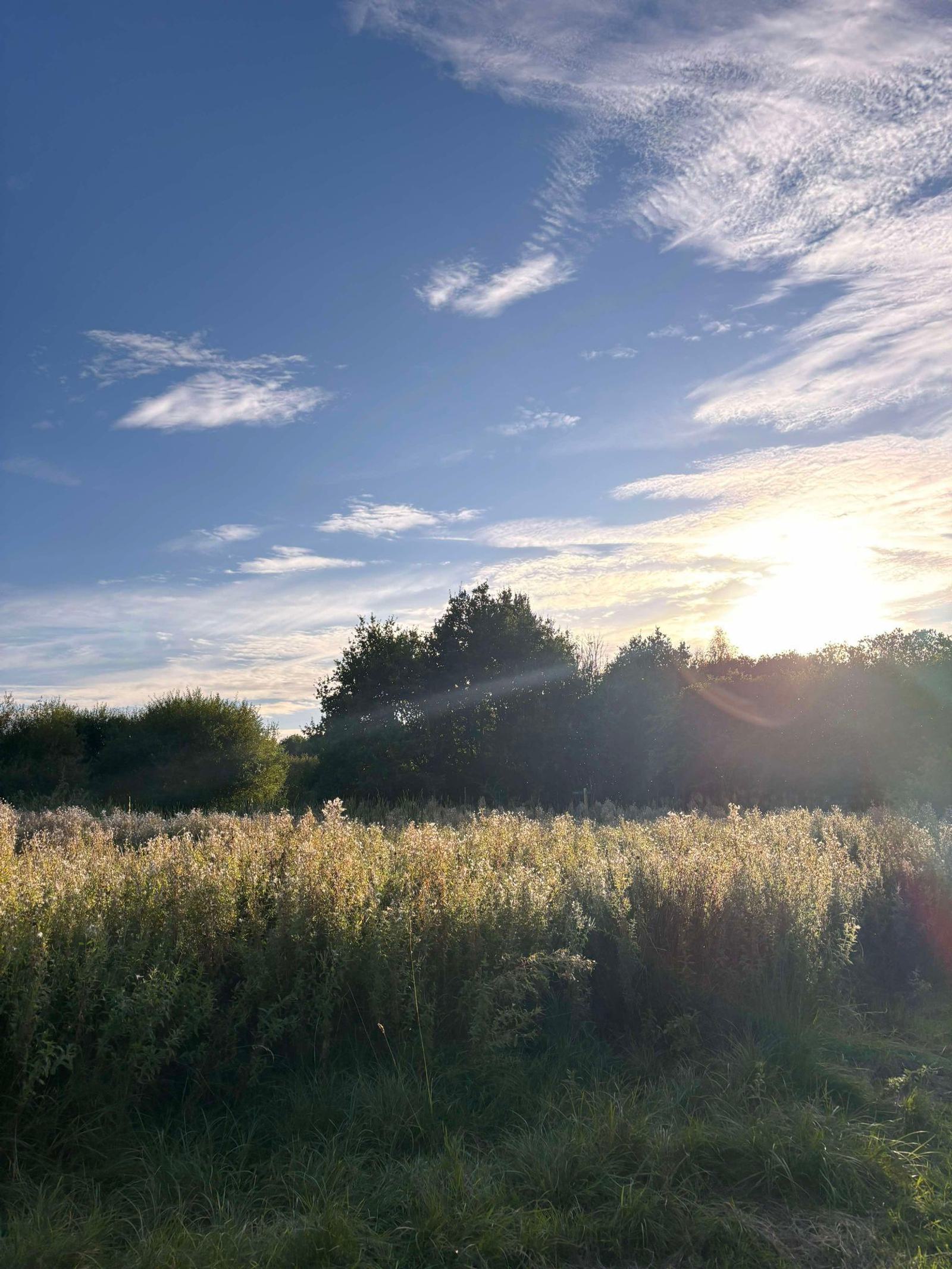Sunlight casts a warm glow over a grassy field with wildflowers, surrounded by lush green trees under a blue sky with scattered clouds.