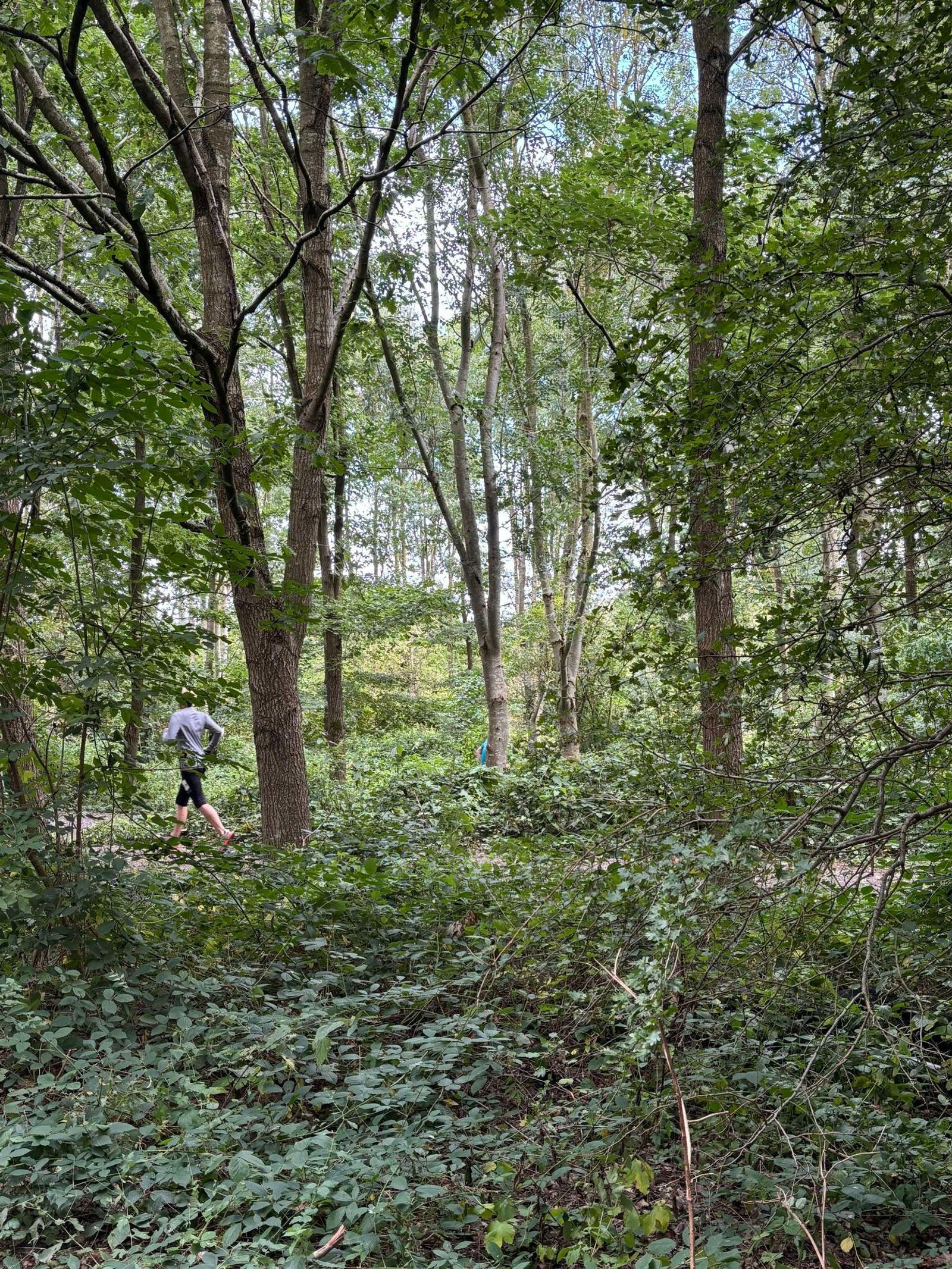 A person walking through a dense forest with tall trees and lush green foliage. The ground is covered with plants, and sunlight filters through the leaves, creating a peaceful and natural setting.