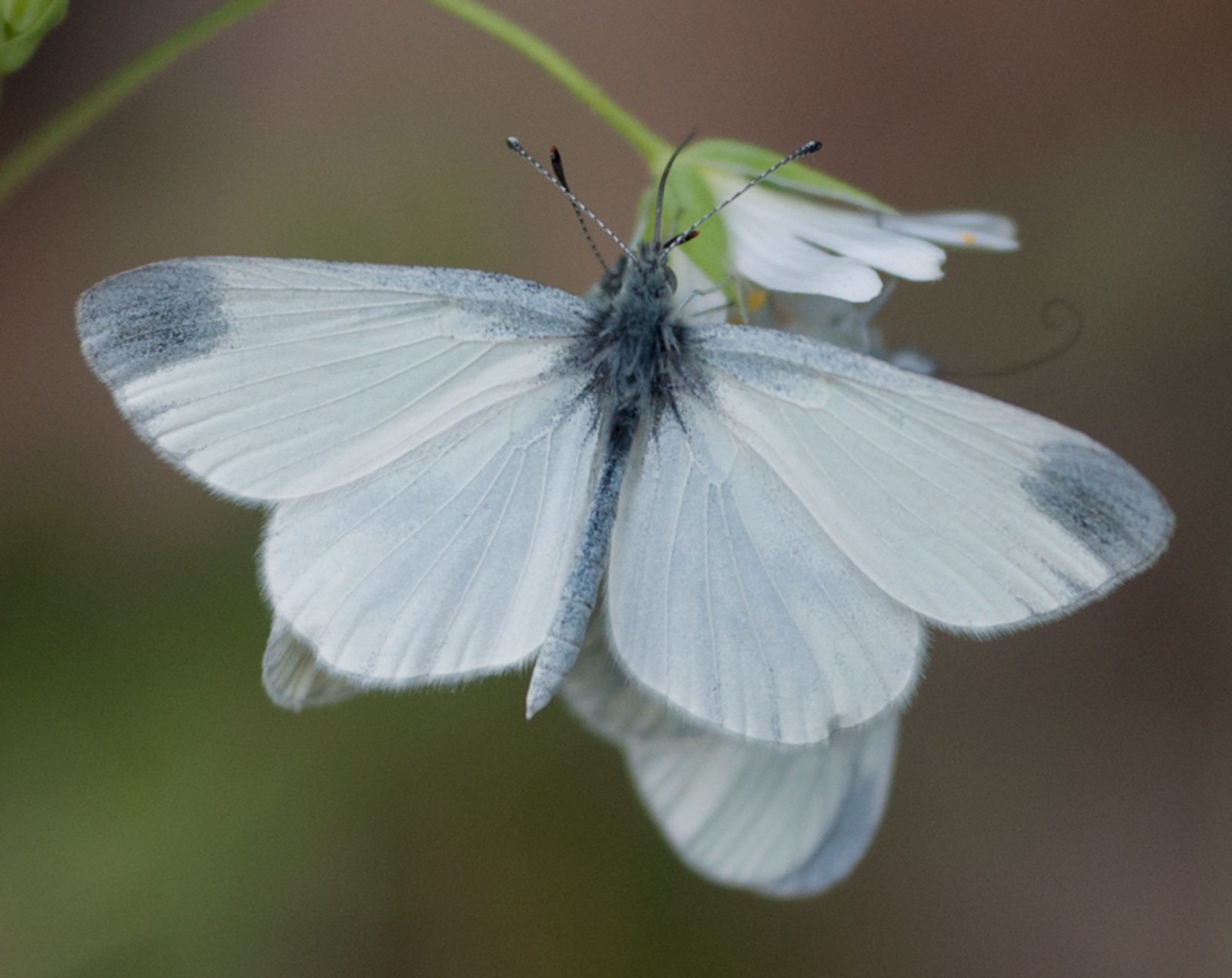 A close-up of a white butterfly with black-tipped wings perched on a small white flower. The butterfly has delicate, translucent wings with subtle veining. The background is blurred, drawing attention to the butterfly's intricate details.