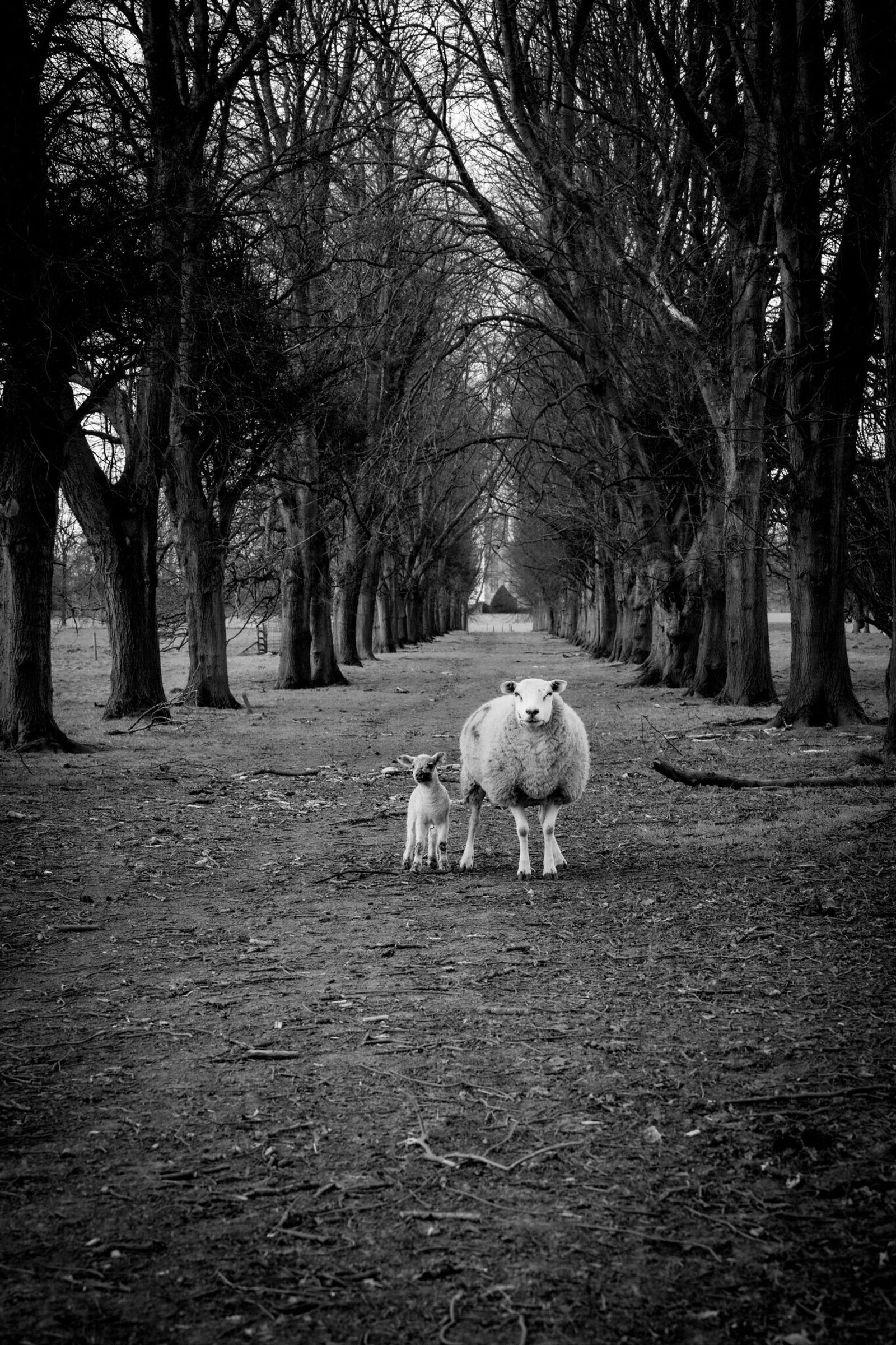 A black and white photo of a sheep and a lamb standing on a dirt path lined with tall trees on both sides. The trees create a tunnel effect, leading towards the horizon.