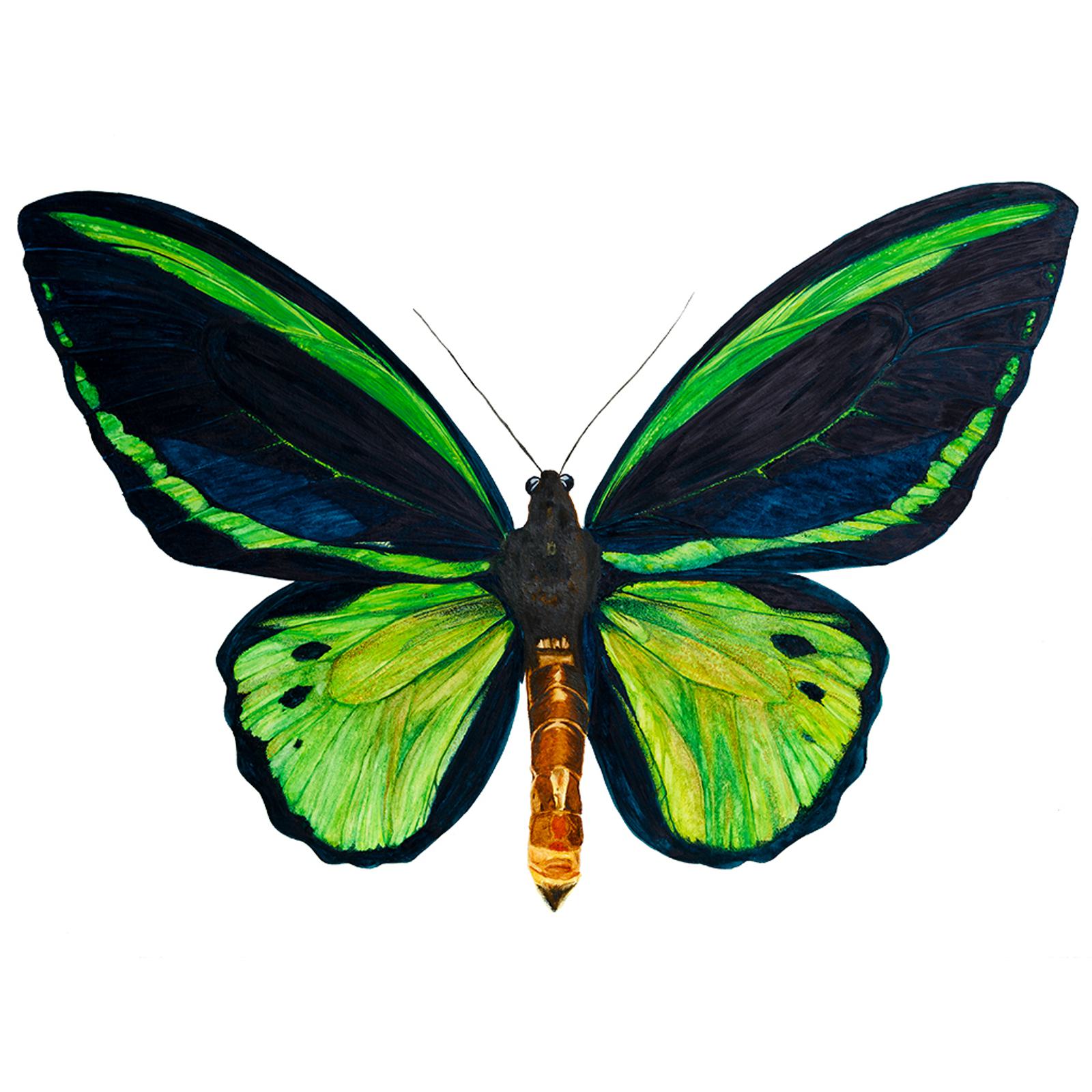 Illustration of a butterfly with vibrant green and black wings, featuring a mix of solid and gradient patterns. The body has a golden-brown hue, and the antennae are thin and black. The image is set against a plain white background.