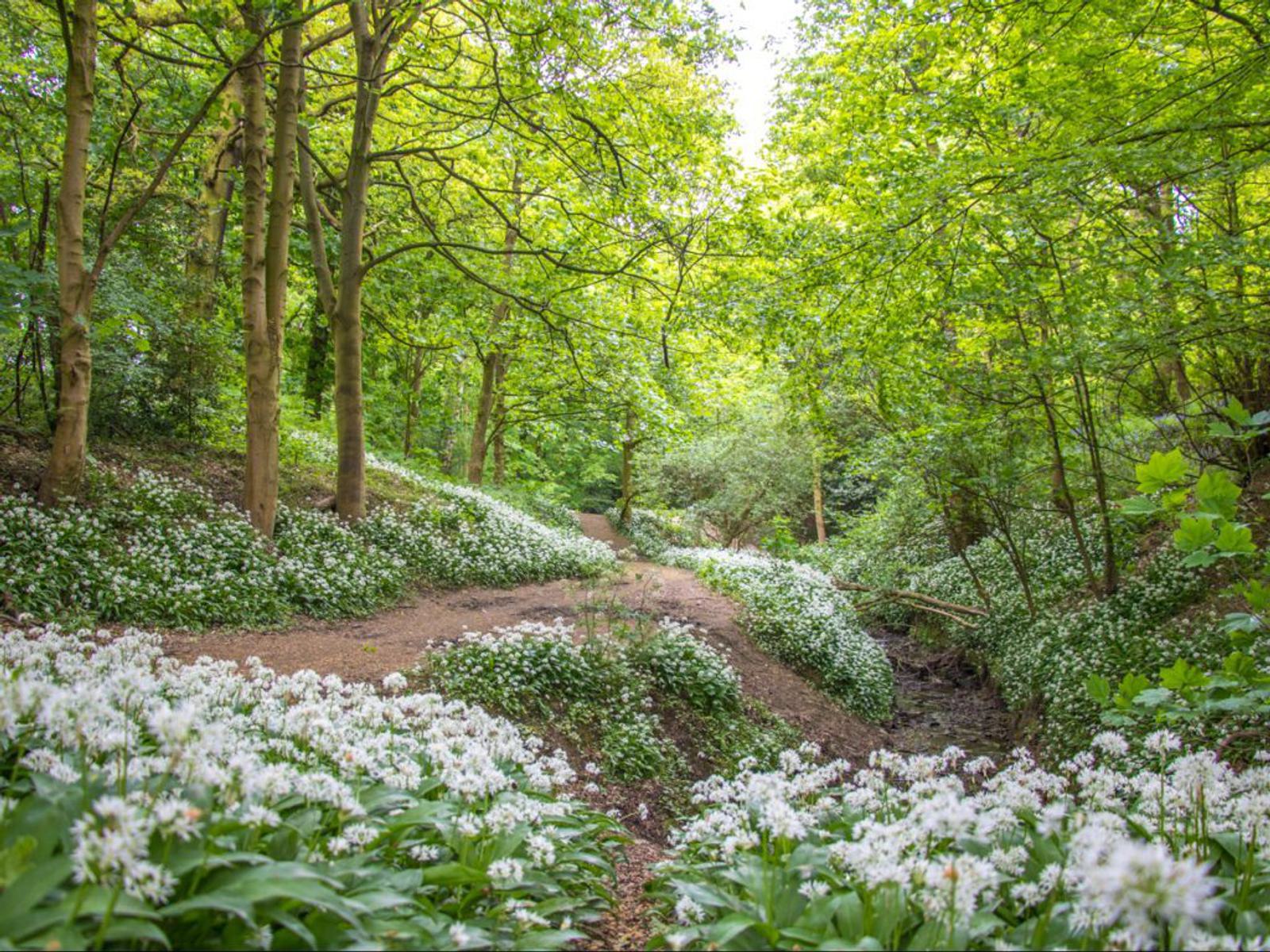A tranquil woodland scene with a winding dirt path surrounded by lush green trees. The ground is covered in blooming white wildflowers, creating a serene, inviting atmosphere under the soft, dappled sunlight.