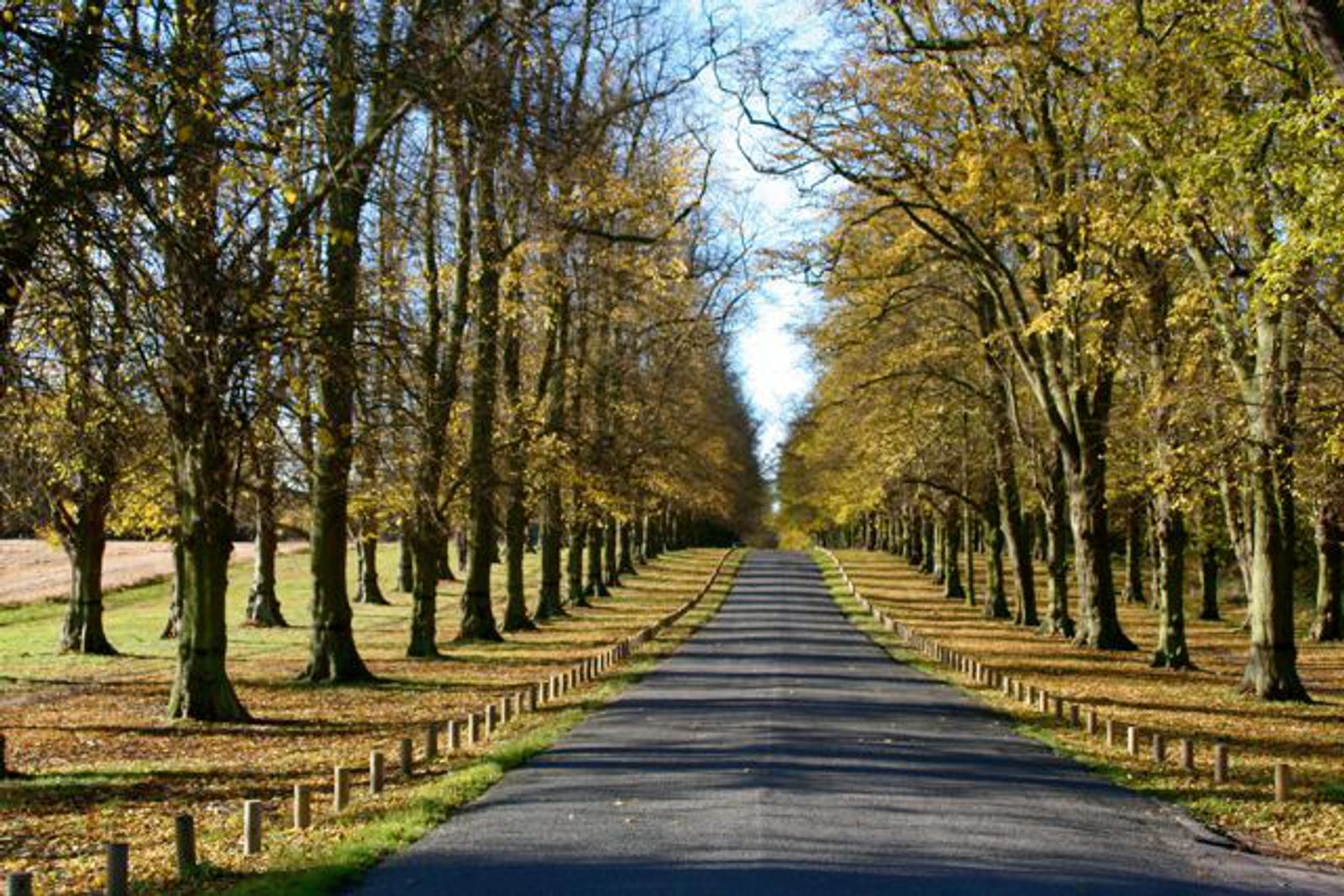 A straight, empty road lined with tall trees on both sides, displaying autumn foliage. The light blue sky peeks through the branches, and fallen leaves cover the grassy areas beside the road.