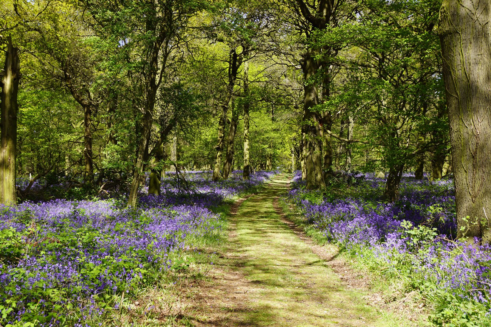 A serene forest scene with a dirt path winding through tall trees and dense foliage. The forest floor is covered with vibrant bluebells in full bloom, creating a carpet of purple flowers under the lush green canopy. Sunlight filters through the leaves, creating dappled shadows.