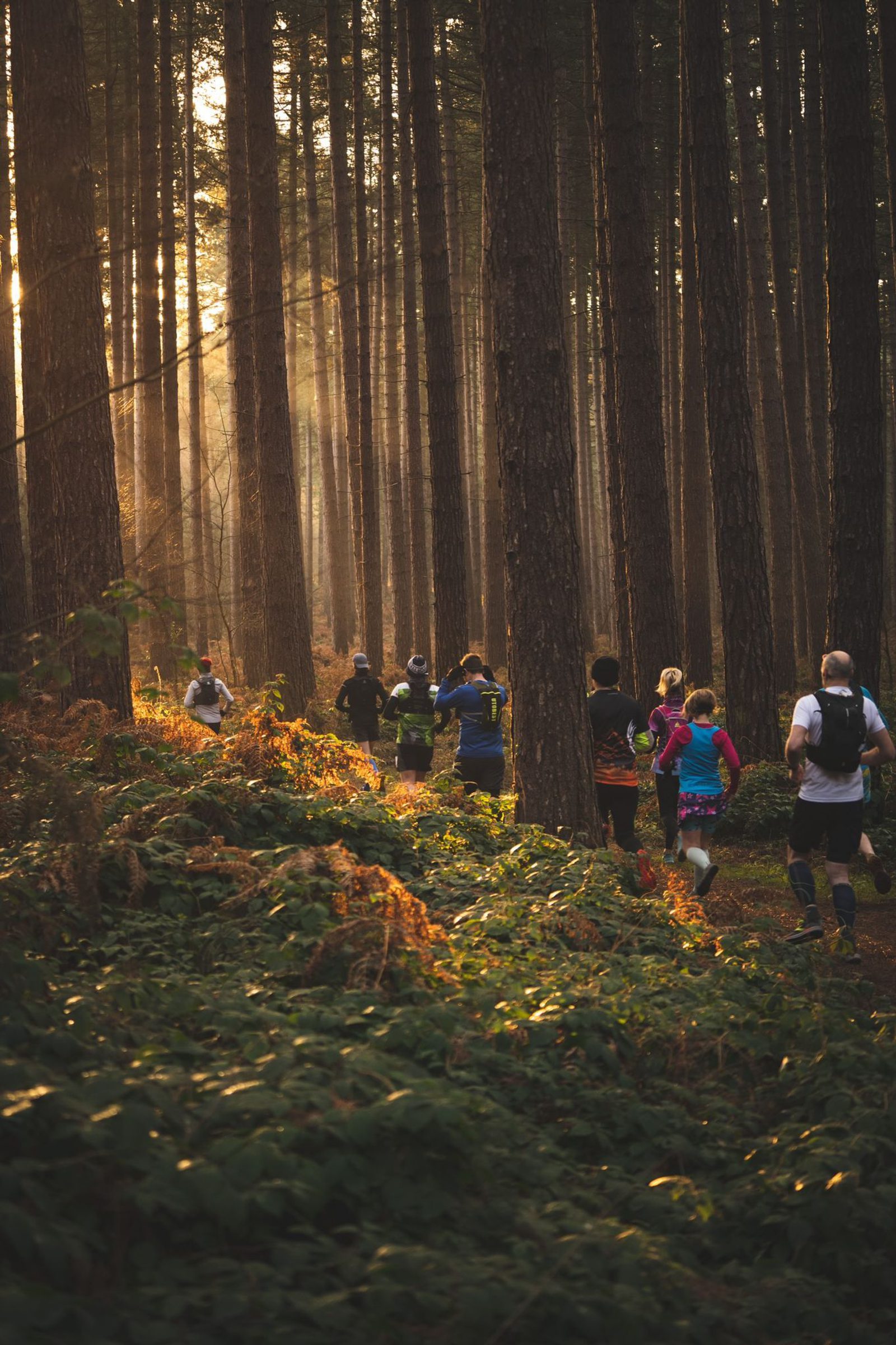 A group of people run along a trail through a forest. Tall trees with straight trunks line the path and the sun casts warm, golden light through the foliage, creating a peaceful atmosphere. The ground is covered with ferns and leaves. The runners wear athletic clothing.