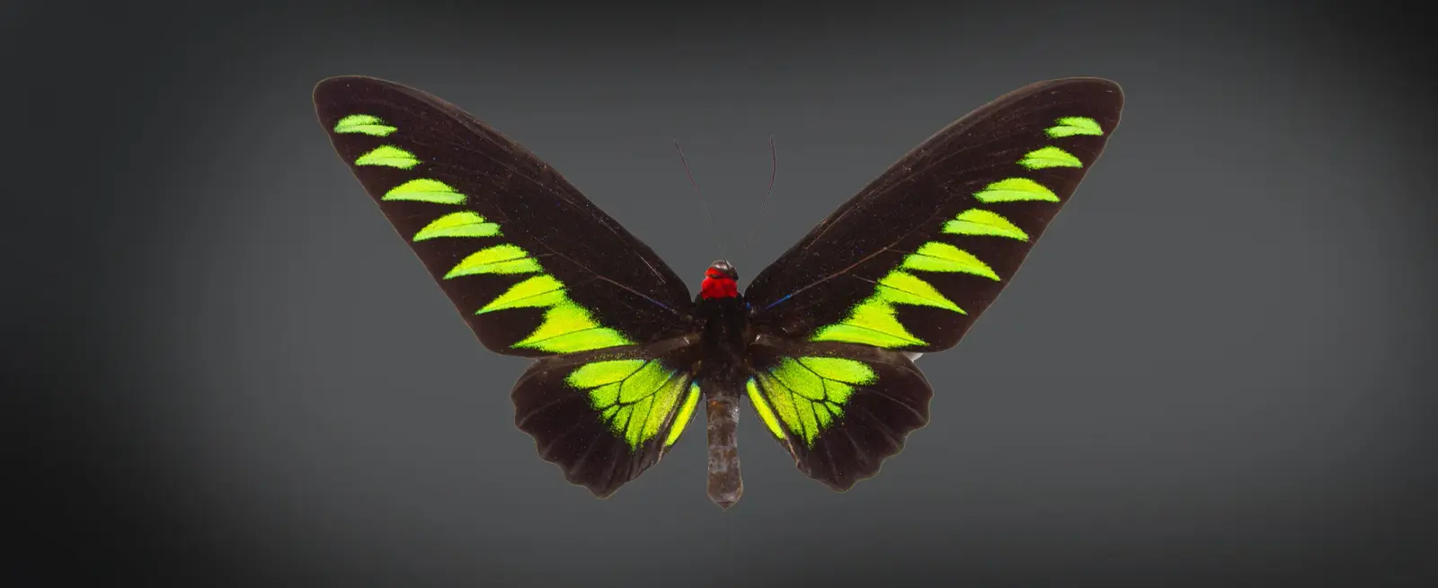 A vibrant butterfly with predominantly black wings, featuring striking neon green diagonal markings. Its body is marked with red near the head. The background is a simple, gradient gray, emphasizing the butterfly's vivid colors.