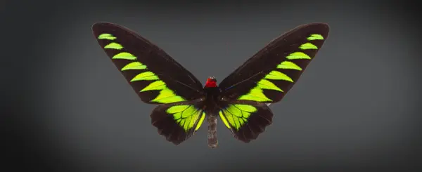 The Butterfly Effect - Birdwing