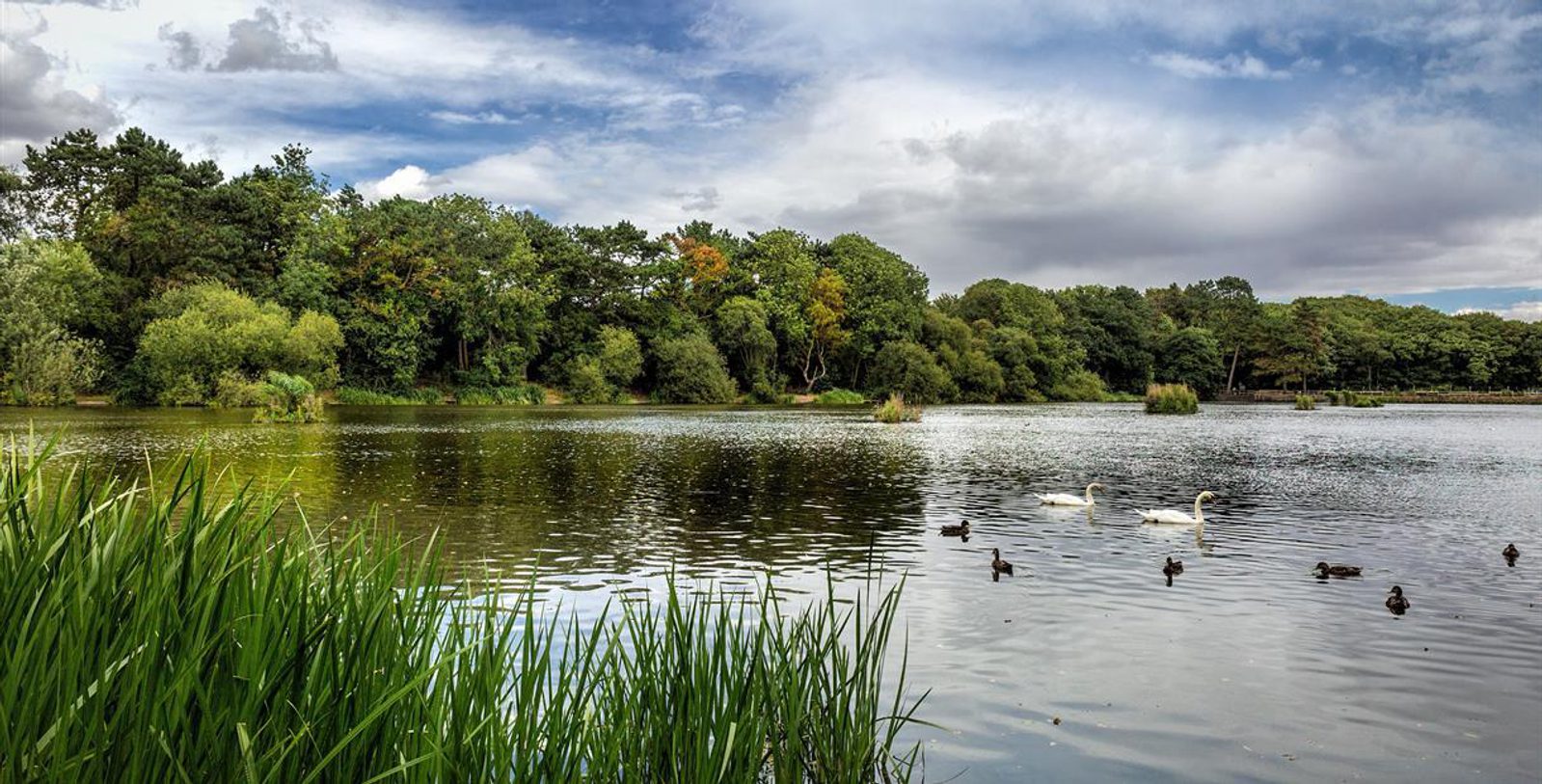 A serene lake surrounded by lush, green trees under a partly cloudy sky. Swans and ducks swim peacefully on the water's surface, which reflects the greenery and parts of the blue sky. Tall grass lines the front of the image, enhancing the natural, tranquil scene.