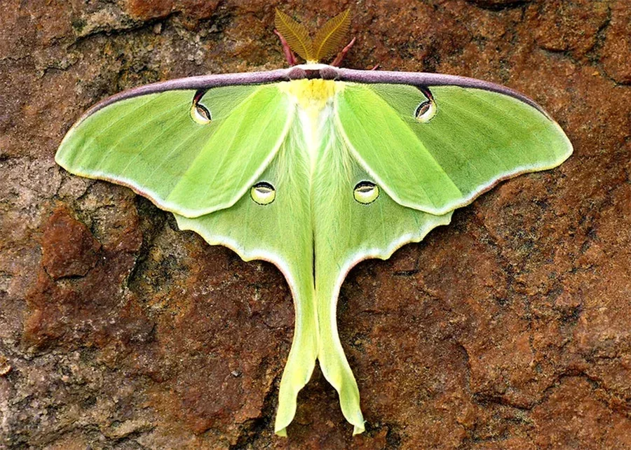 A luna moth rests on a rough, brown tree bark. Its lime-green wings with distinctive eye-like spots and long, curved tails are spread out, showcasing its delicate beauty. The moth's furry, yellow body and antennae are also visible.