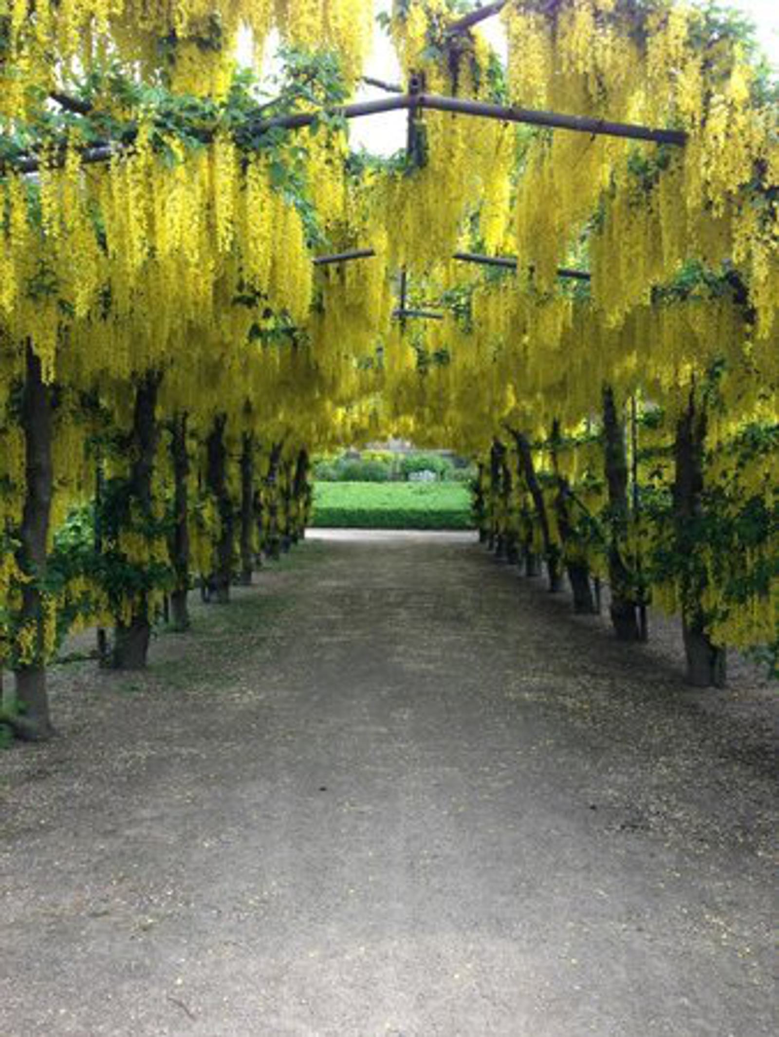 A pathway shaded by arches of blooming yellow wisteria flowers, with sunlight filtering through. The lush green foliage creates a vibrant canopy, while the path is lined with fallen petals, leading toward a garden area in the background.