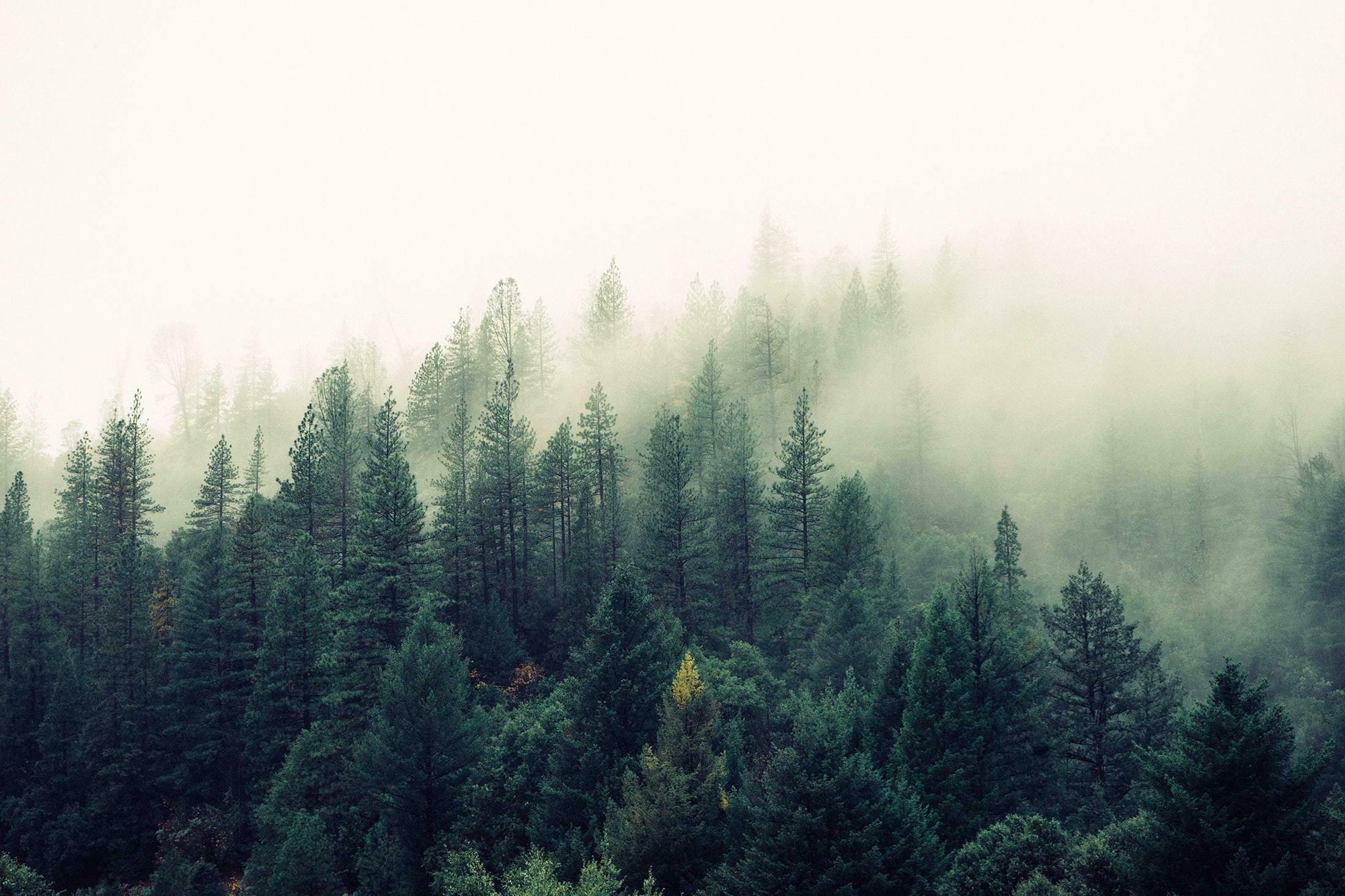 Rasselbock Running header image