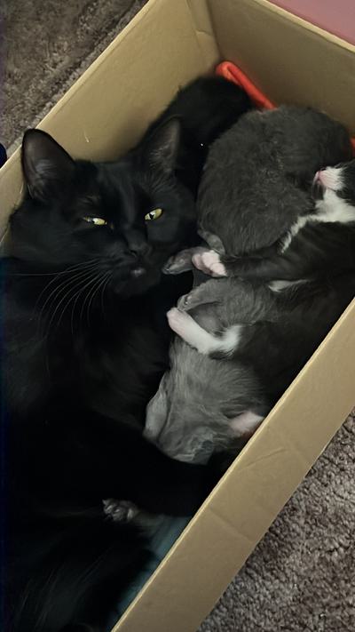 Richard Vijay profile picture