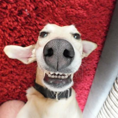 Chris Clegg profile picture