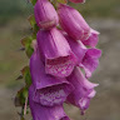 David Grant profile picture