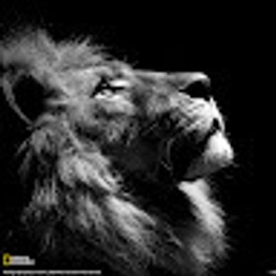 Iron Lion profile picture