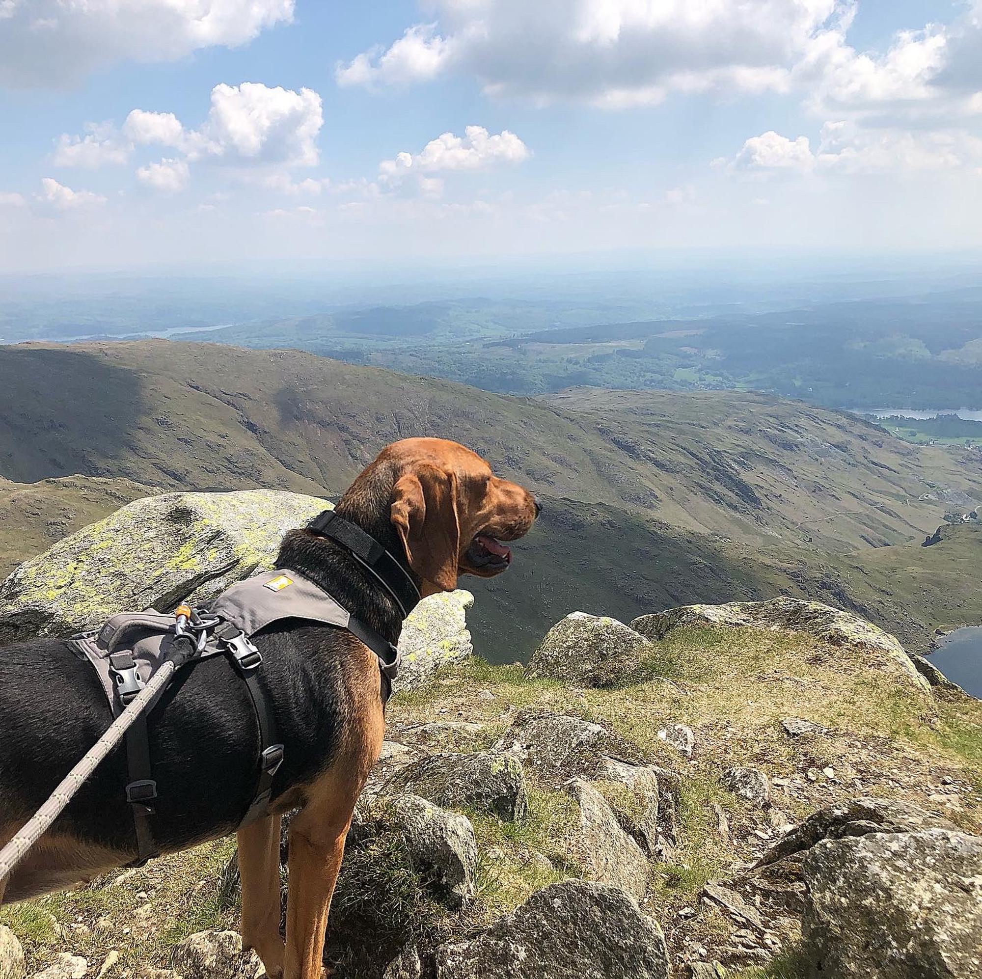 Toby Pogson header image