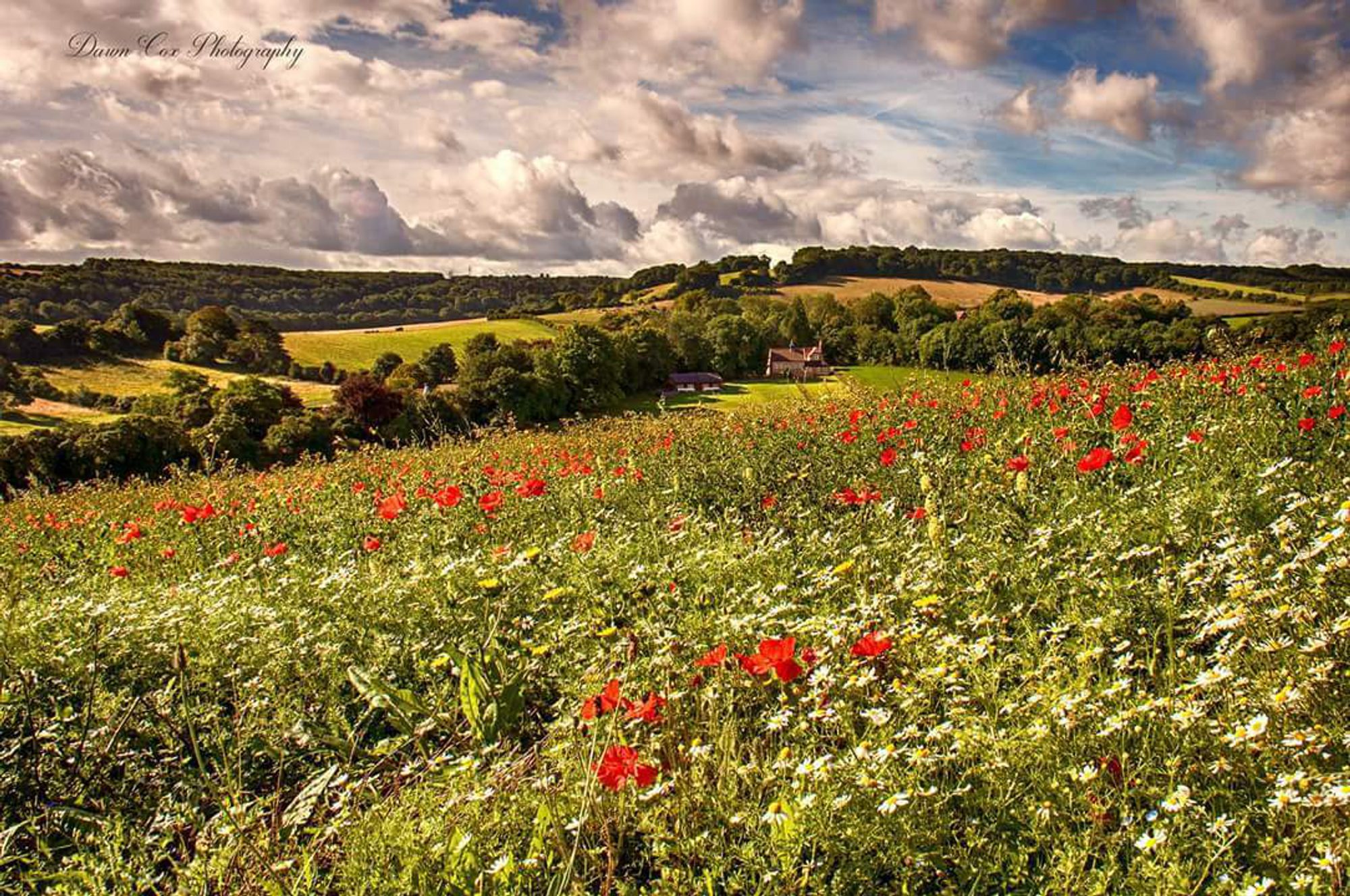 Tommy Phillips header image