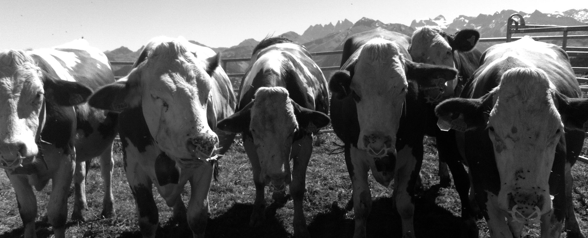 Emma Benbow header image