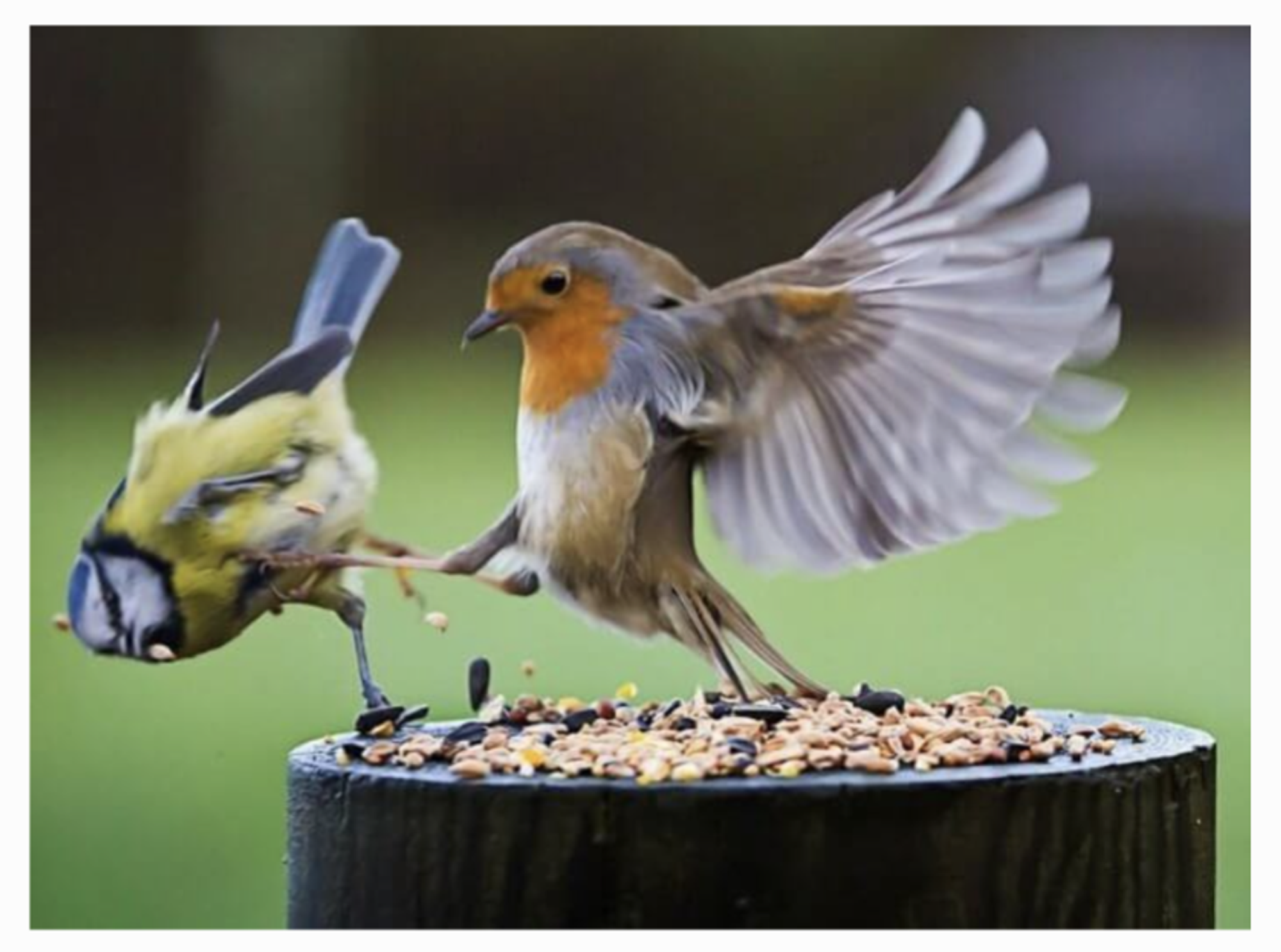 Robin Ashman header image